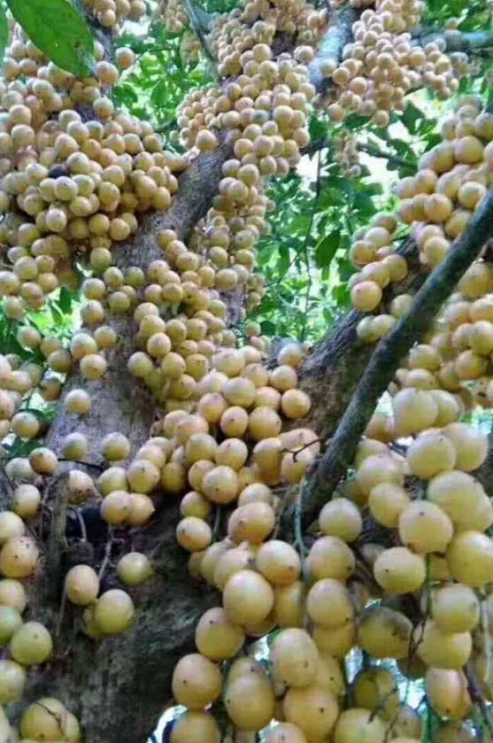 阳光照耀下的海南，热带天堂的播音之旅